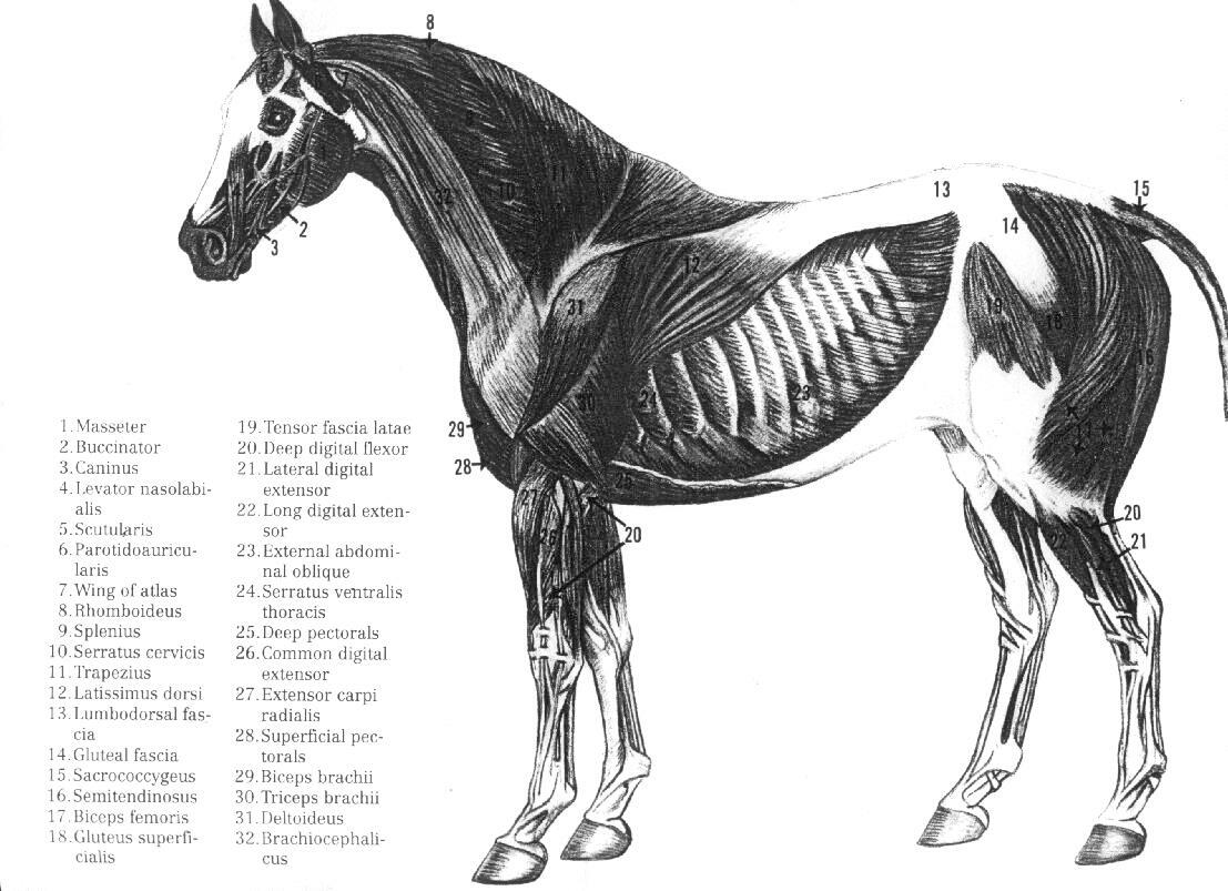 muscular.jpg (136464 bytes)
