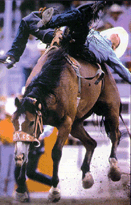 bbrider.gif (30390 bytes)
